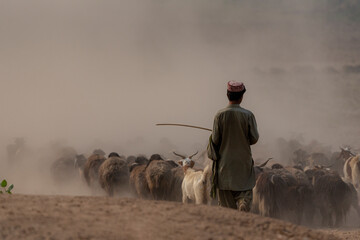 a shepherd with flock of sheep in the desert, nomadic life of shepherds, herd of sheep  with herder...