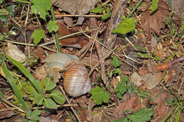 Weinbergschnecke