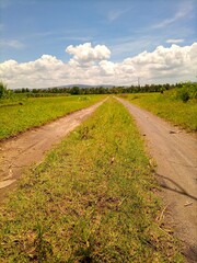 Fototapeta na wymiar view of rice fields with blue sky after harvest