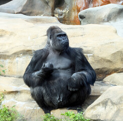 a powerful and strong gorilla sits on a tree. The monkey is thoughtful and has an intelligent expression.