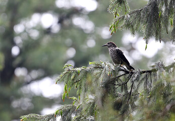 Large-spotted Nutcracker, Nucifraga multipunctata