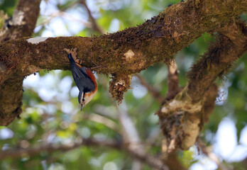 White-browed Nuthatch, Sitta victoriae