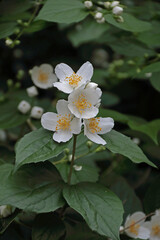Philadelphus Hirsutus