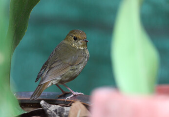 Rufous-headed Robin, Larvivora ruficeps