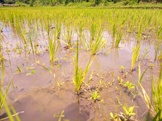 view of rice fields with blue sky after harvest