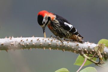 Crimson-breasted Woodpecker, Dryobates cathpharius