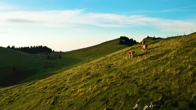 Aerial Push in Shot of Cow's Herd Grazing on Beautiful Green Pasture on Top of the Mountain at Sunrise. Velika Planina, Slovenia.