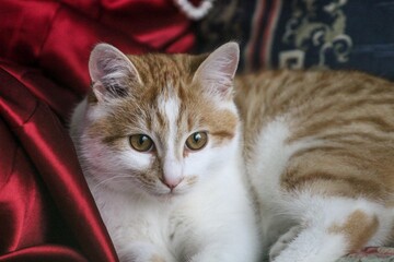 Rudy kociak na sofie © Anastasiia