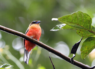 Scarlet-rumped Trogon, Harpactes duvaucelii