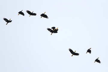 Plain-pouched Hornbill, Rhyticeros subruficollis