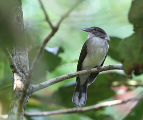 Hook-billed Bulbul, Setornis criniger