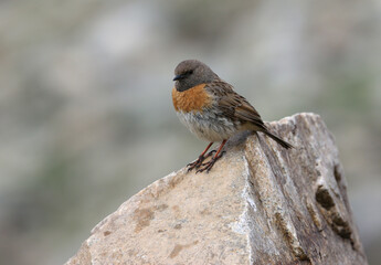 Robin Accentor, Prunella rubeculoides