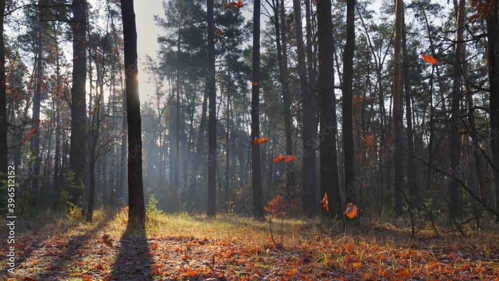 Poster autumn orange leaves slowly fall from trees to the ground. gorgeous sunny morning in the autumn fore