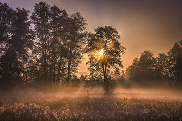 Early autumnal morning on the edge of Kampinos Forest near Gorki village in Mazowieckie region of Poland