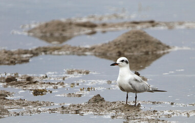 Gull-billed Tern, Gelochelidon nilotica