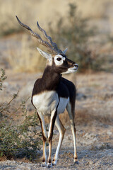 Blackbuck, Antilope cervicapra