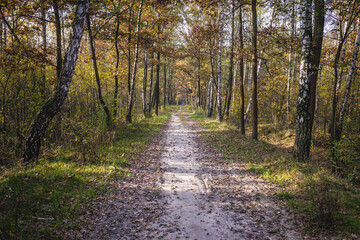 Road in National Park of Kampinos Forest in Masovia region of Poland