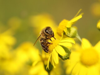A bee collects nectar from a yellow wildflower. Macro of an insect on a plant with a blurred background. Harvesting. Pollination of plant flowers. Flora and fauna of the temperate region