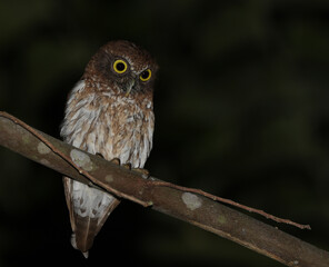Togian Boobook, Ninox burhani