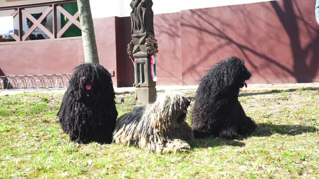 Three purebred Puli dogs sitting on a garden and looking around on a windy day