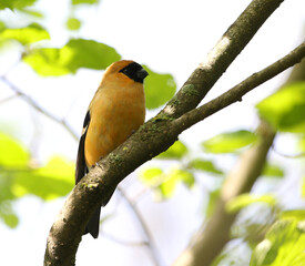 Orange Bullfinch, Pyrrhula aurantiaca