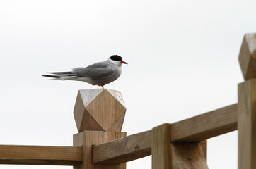 Eastern Common Tern, Sterna hirundo (tibetana or minussensis)