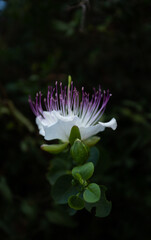 Summer flower in the dark