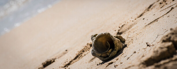 Shell on the beach