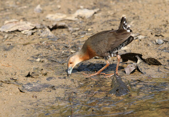 Band-bellied Crake, Porzana paykullii