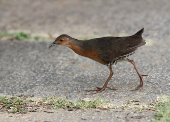 Band-bellied Crake, Porzana paykullii