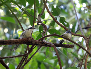 Grey-crowned crocias, Laniellus langbianis