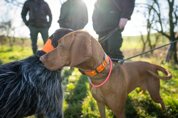Hunting dogs waiting to get command from gamekeeper.