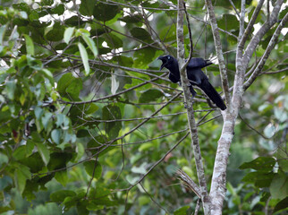 Long-billed Crow, Corvus validus
