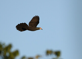 Sula Cuckoo-dove, Turacoena sulaensis