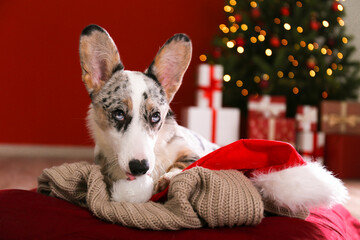A blue merle corgi with big ears and funny fur stains sitting at home on christmas eve. Traditional pine tree with bokeh effect lights and cardigan welsh corgi dog. Close up, copy space, background.