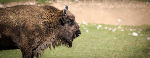 Bison