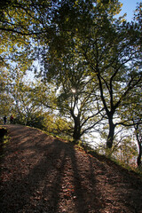 Urban park in the last autumn days