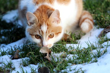 Rudy kotek na śniegu. Wącha jesienny list.