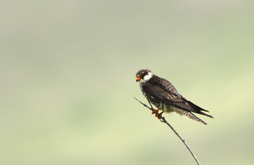 Amur Falcon, Falco amurensis