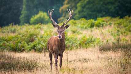 deer in the wild