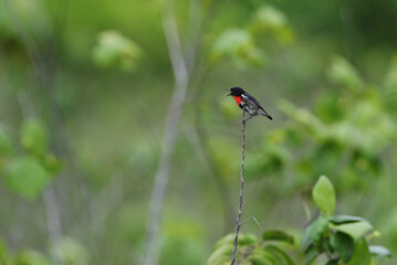 Grey-sided Flowerpecker, Dicaeum celebicum