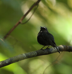 Damar Flycatcher, Ficedula henrici
