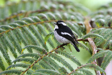 Little Pied Flycatcher, Ficedula westermanni