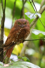 Short-tailed Frogmouth, Batrachostomus poliolophus