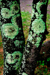 木の幹にできた緑色の模様