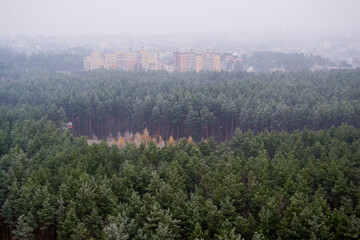 a city located near a pine forest in the fog