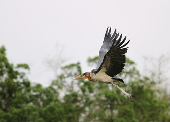Greater Adjutant, Leptoptilos dubius