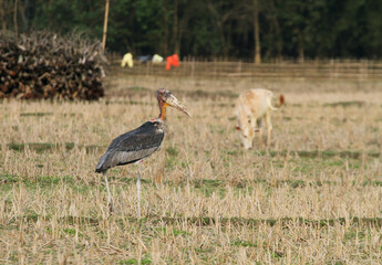 Greater Adjutant, Leptoptilos dubius