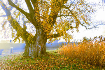 Herbststimmung Bodenseeufer Insel Reichenau