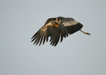 Greater Adjutant, Leptoptilos dubius
